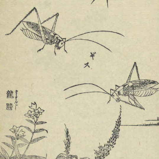 潛龍堂畫譜 : 草花虫之部 / 瀧澤清画 (Senryūdō gafu : kusa hana mushi no bu)