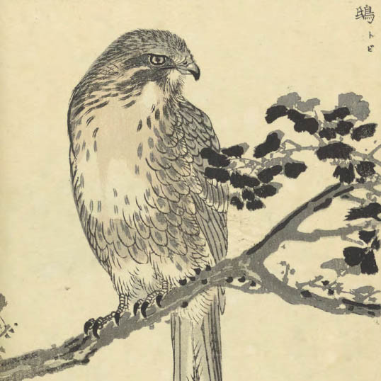 楳嶺百鳥畫譜 / 幸埜楳嶺編畫 (Bairei hyakuchō gafu) vol. 2