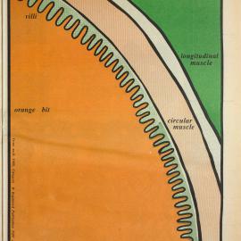 Honi Soit 1988 Issue 08