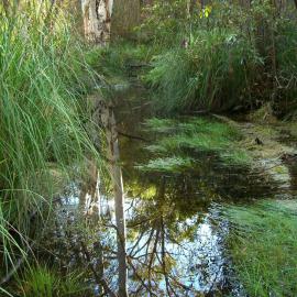 Burralow swamp