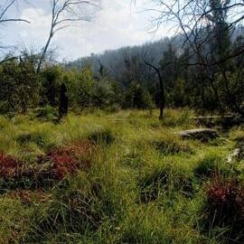 Swamp habitat, Nursery Swamp.