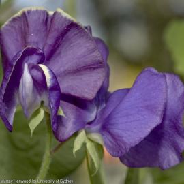 Lathyrus odoratus