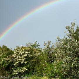 Coastal shrubland, mid north coast NSW