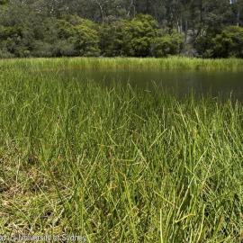 Dunn's Swamp, Wollemi National Park