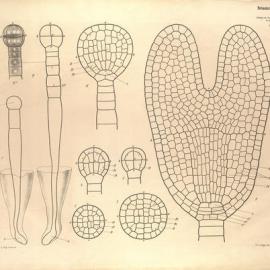 Botanische Wandtafeln