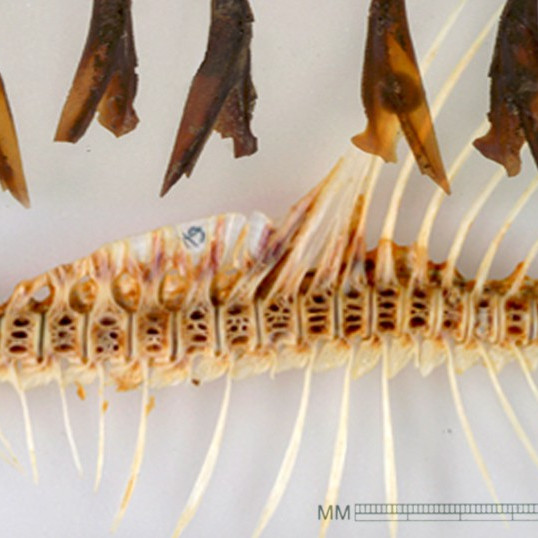 Archaeological Fish-bone Images