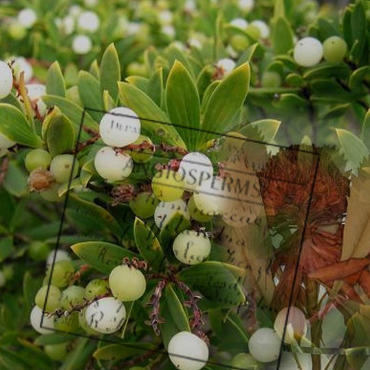 eBot Plant Sciences