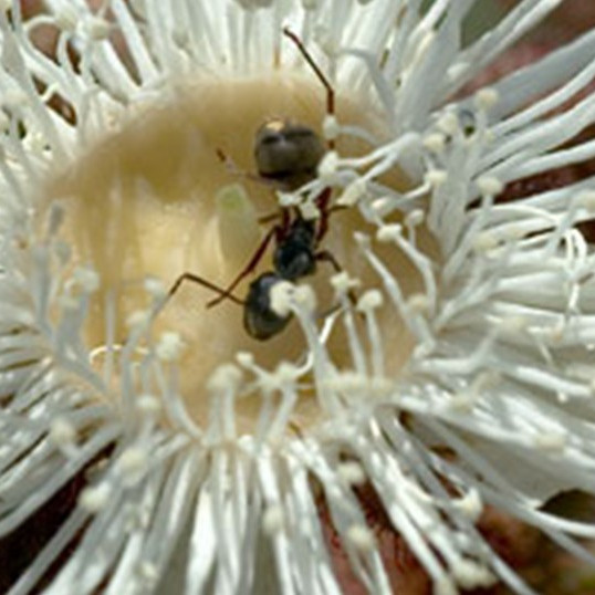 eFlora