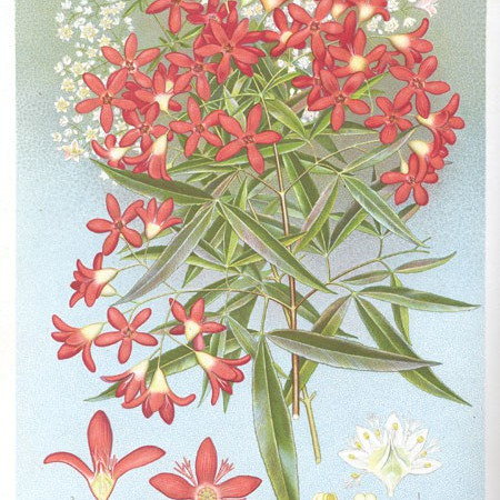Joseph Henry Maiden Botanical Texts 