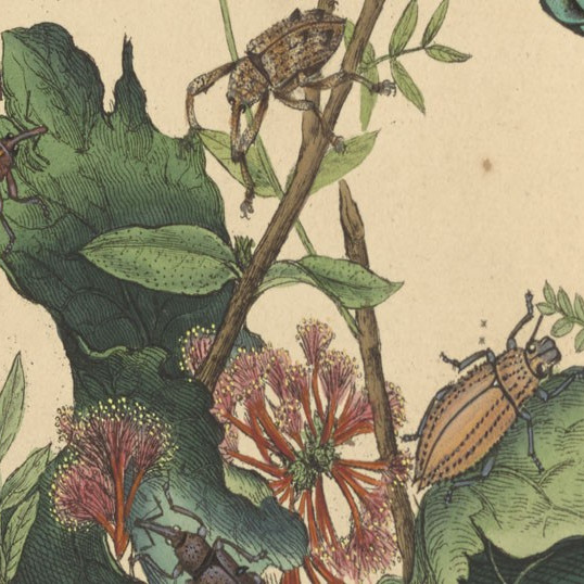 Donovan's Insects