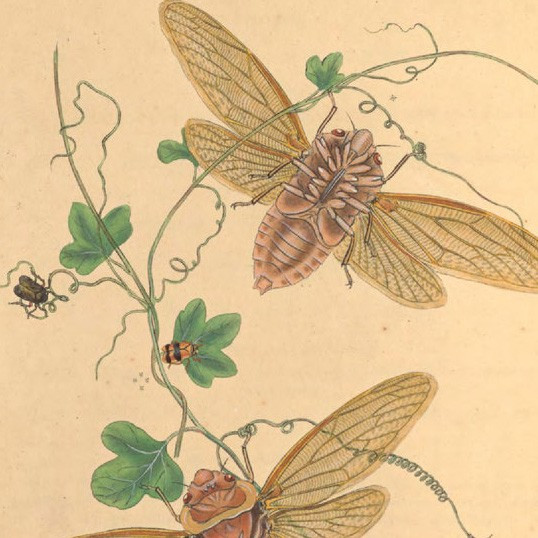 An epitome of the natural history of the insects of New Holland, New Zealand, New Guinea, Otaheite, and other islands in the Indian, Southern, and Pacific Oceans