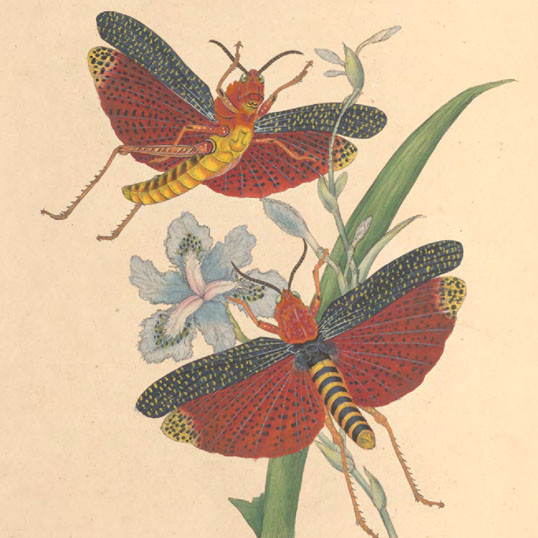 An epitome of the natural history of the insects of China