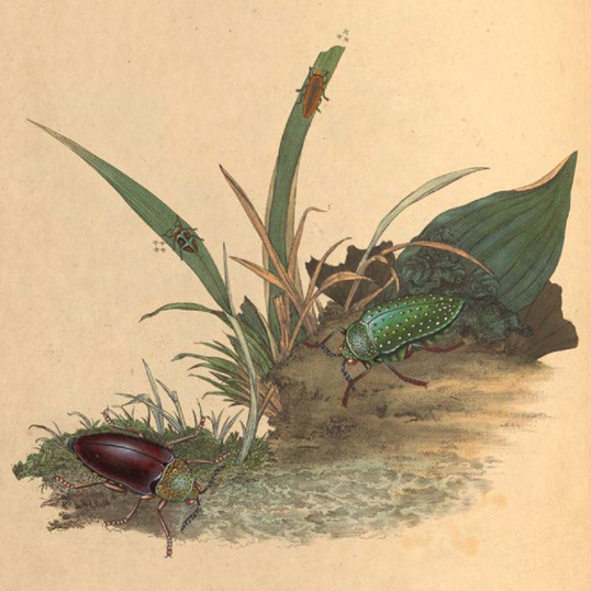 An epitome of the natural history of the insects of India, and the islands in the Indian Seas