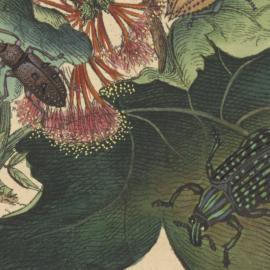 An epitome of the natural history of the insects, vol. 3