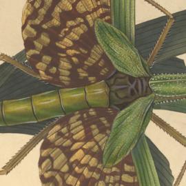 An epitome of the natural history of the insects, vol. 2