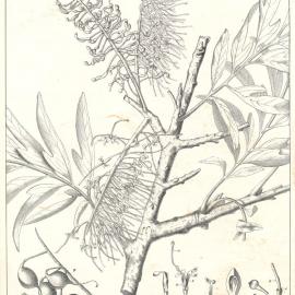 Forest Flora of New South Wales (Volume 1): Plate 1: The Silky Oak
