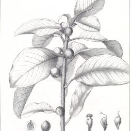 Forest Flora of New South Wales (Volume 1): Plate 2: The Rusty Fig