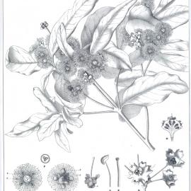 Forest Flora of New South Wales (Volume 1): Plate 3: The Turpentine Tree