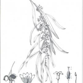 Forest Flora of New South Wales (Volume 1): Plate 4: The Narrow-leaved Pittosporum