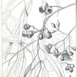 Forest Flora of New South Wales (Volume 1): Plate 5: The Woolly Butt