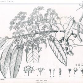 Forest Flora of New South Wales (Volume 1): Plate 6: The Red Ash