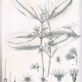 Forest Flora of New South Wales (Volume 1): Plate 7: The New South Wales Sassafras