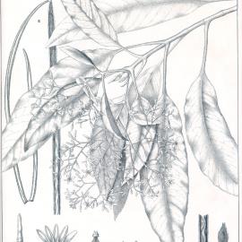 Forest Flora of New South Wales (Volume 1): Plate 8: A Bitter Bark