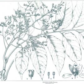 Forest Flora of New South Wales (Volume 1): Plate 9: The Red Cedar