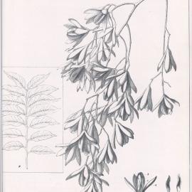Forest Flora of New South Wales (Volume 1): Plate 10: The Red Cedar