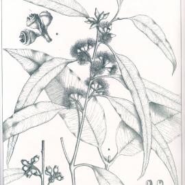 Forest Flora of New South Wales (Volume 1): Plate 11: The Red Mahogany