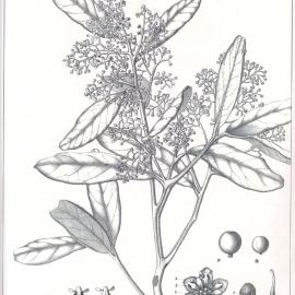 Forest Flora of New South Wales (Volume 1): Plate 12: A She Beech