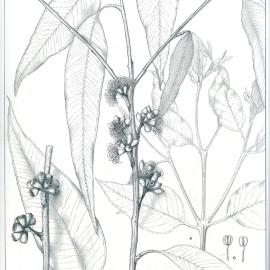 Forest Flora of New South Wales (Volume 1): Plate 13: Blue of Flooded Gum