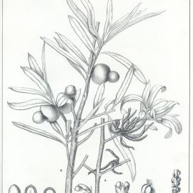 Forest Flora of New South Wales (Volume 1): Plate 14: White of She Pine