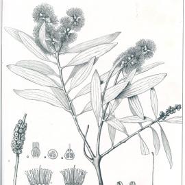 Forest Flora of New South Wales (Volume 1): Plate 15: Broad-leaved Tea Tree