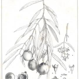 Forest Flora of New South Wales (Volume 1): Plate 16: Quandong