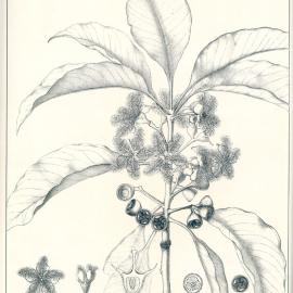 Forest Flora of New South Wales (Volume 1): Plate 17: Brush Box