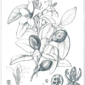 Forest Flora of New South Wales (Volume 1): Plate 18: White Oak