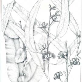 Forest Flora of New South Wales (Volume 1): Plate 19: Mountain Gum