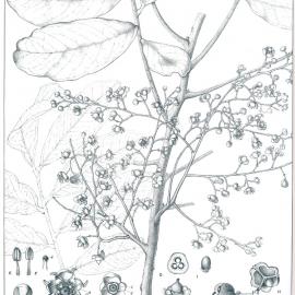 Forest Flora of New South Wales (Volume 1): Plate 20: A Cupania