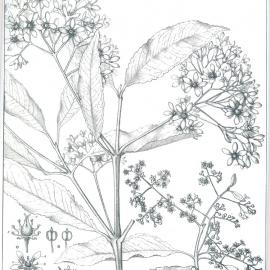 Forest Flora of New South Wales (Volume 1): Plate 21: The Coachwood