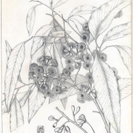 Forest Flora of New South Wales (Volume 1): Plate 22: The White or Grey Box