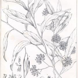 Forest Flora of New South Wales (Volume 1): Plate 23: A Beef Wood