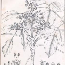 Forest Flora of New South Wales (Volume 1): Plate 24: The Black Pencil Cedar