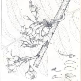 Forest Flora of New South Wales (Volume 1): Plate 25: The Black Bean