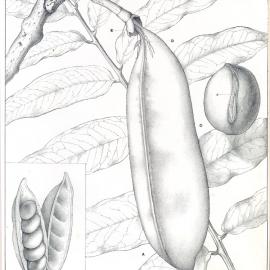 Forest Flora of New South Wales (Volume 1): Plate 26: The Black Bean