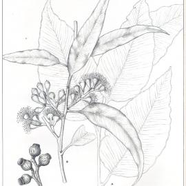Forest Flora of New South Wales (Volume 1): Plate 27: The Spotted Gum