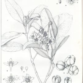 Forest Flora of New South Wales (Volume 1): Plate 28: The Brush Bloodwood