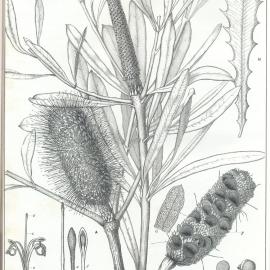 Forest Flora of New South Wales (Volume 1): Plate 29: White Honeysuckle