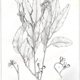 Forest Flora of New South Wales (Volume 1): Plate 30: White or Grey Ironbark