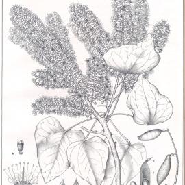 Forest Flora of New South Wales (Volume 1): Plate 31: Barklya syringifolia